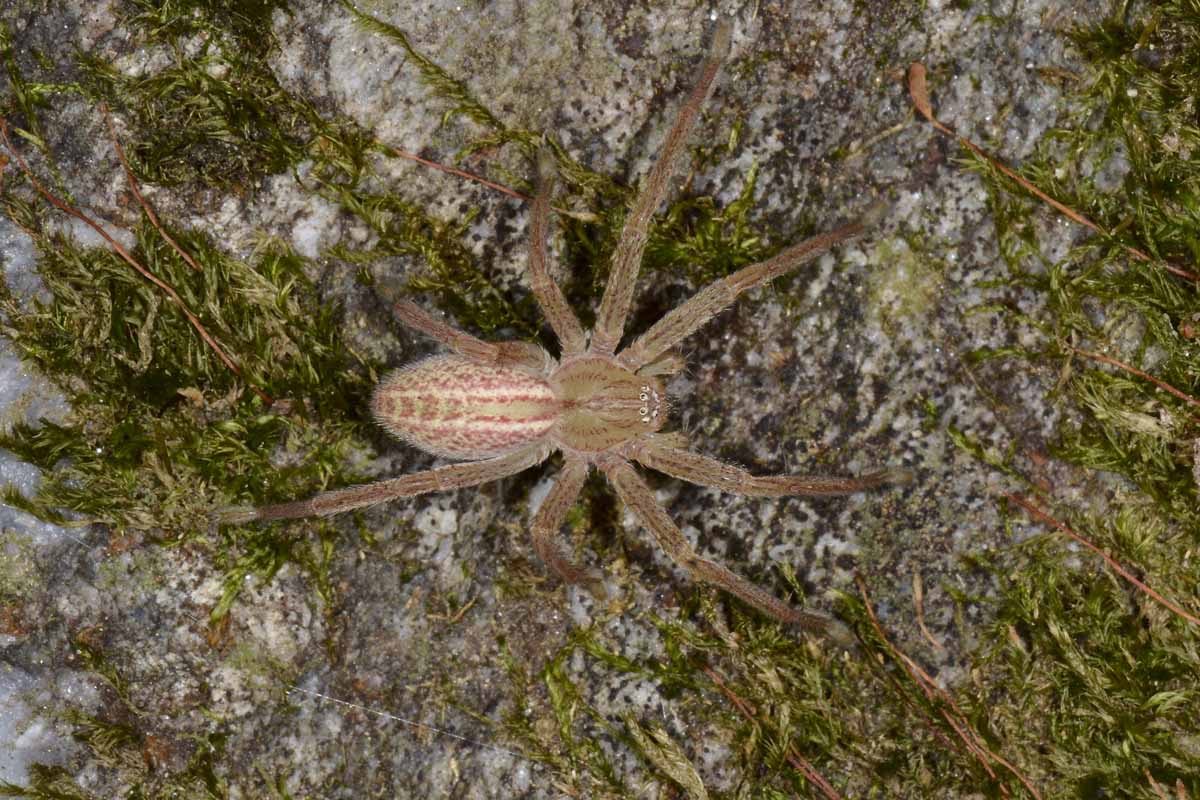 Giovane Micrommata virescens - Avigliana (TO)